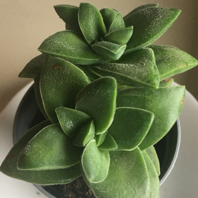 Photo of the plant species Crassula 'Springtime' by @evaaaa named Matteo on Greg, the plant care app