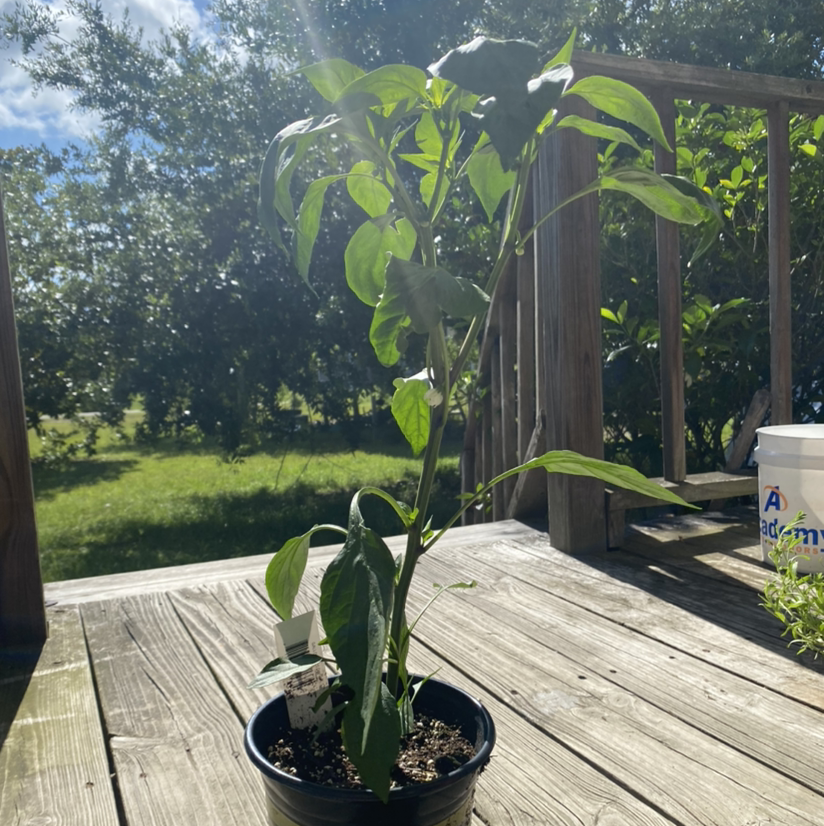 Jalapeño Pepper plant in a pot on a wooden deck, healthy with green leaves.