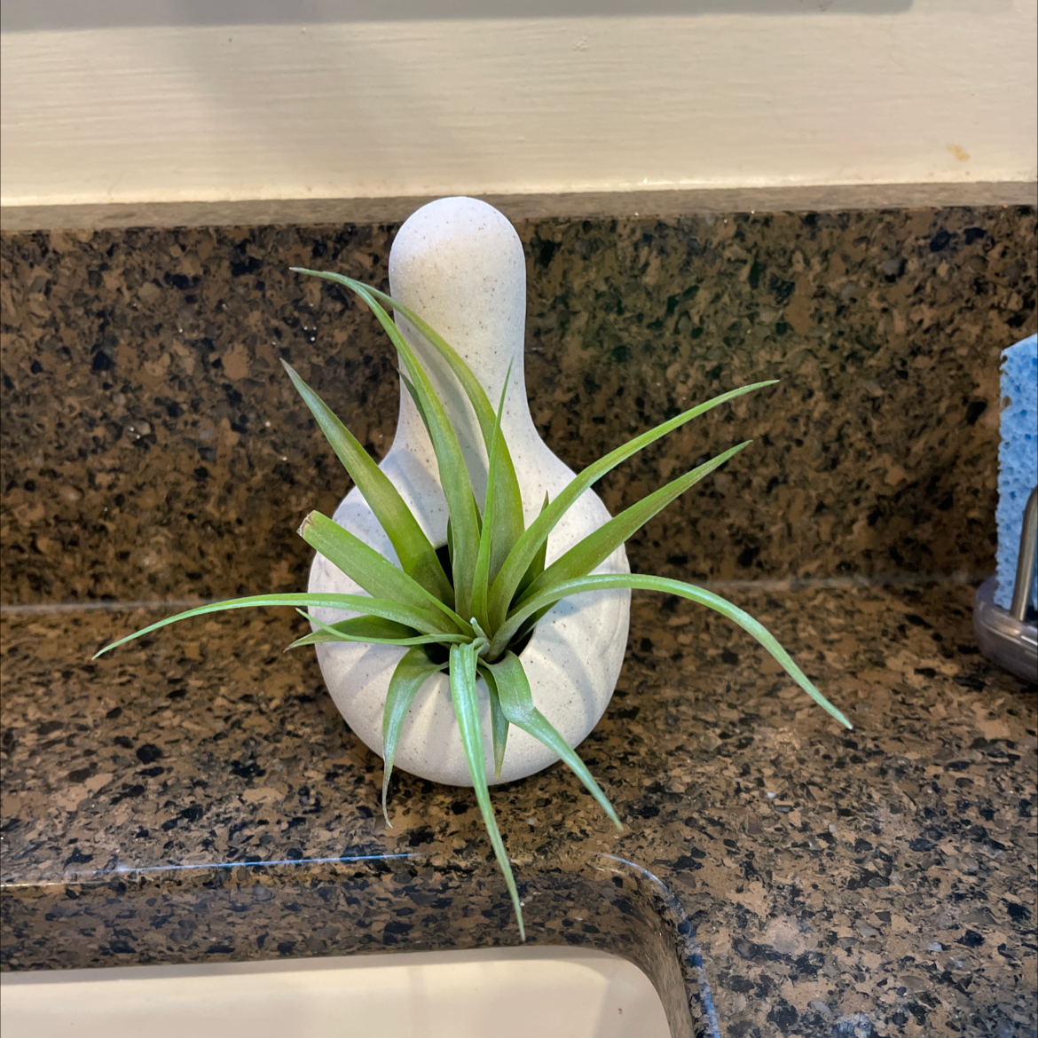 Pink Quill plant (Tillandsia cyanea) in a white pot on a granite countertop.