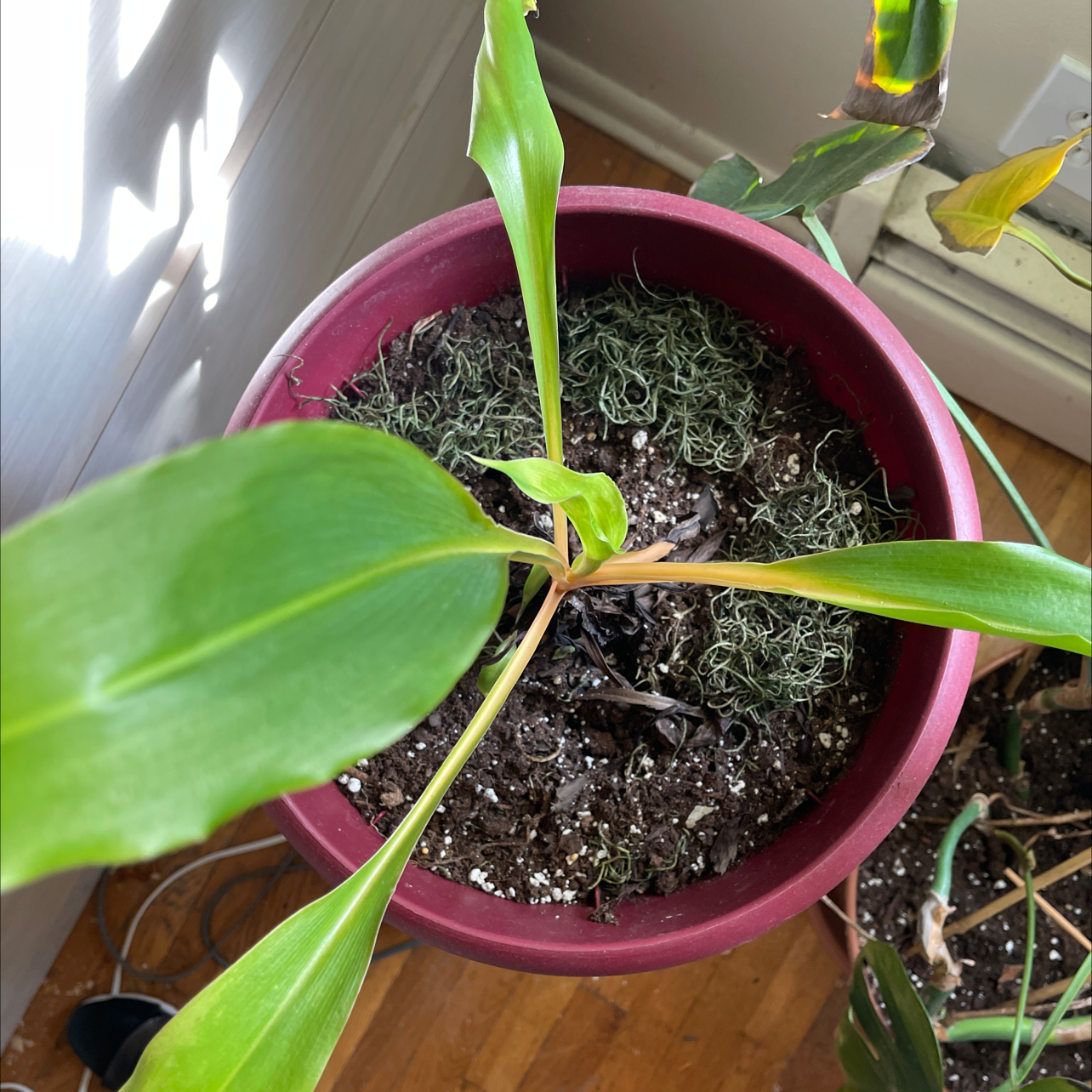 Green Orange Spider Plant plant photo by Patricia named Glowy on Greg, the plant care app.