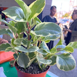Baby Rubber Plant plant in Oakland, California