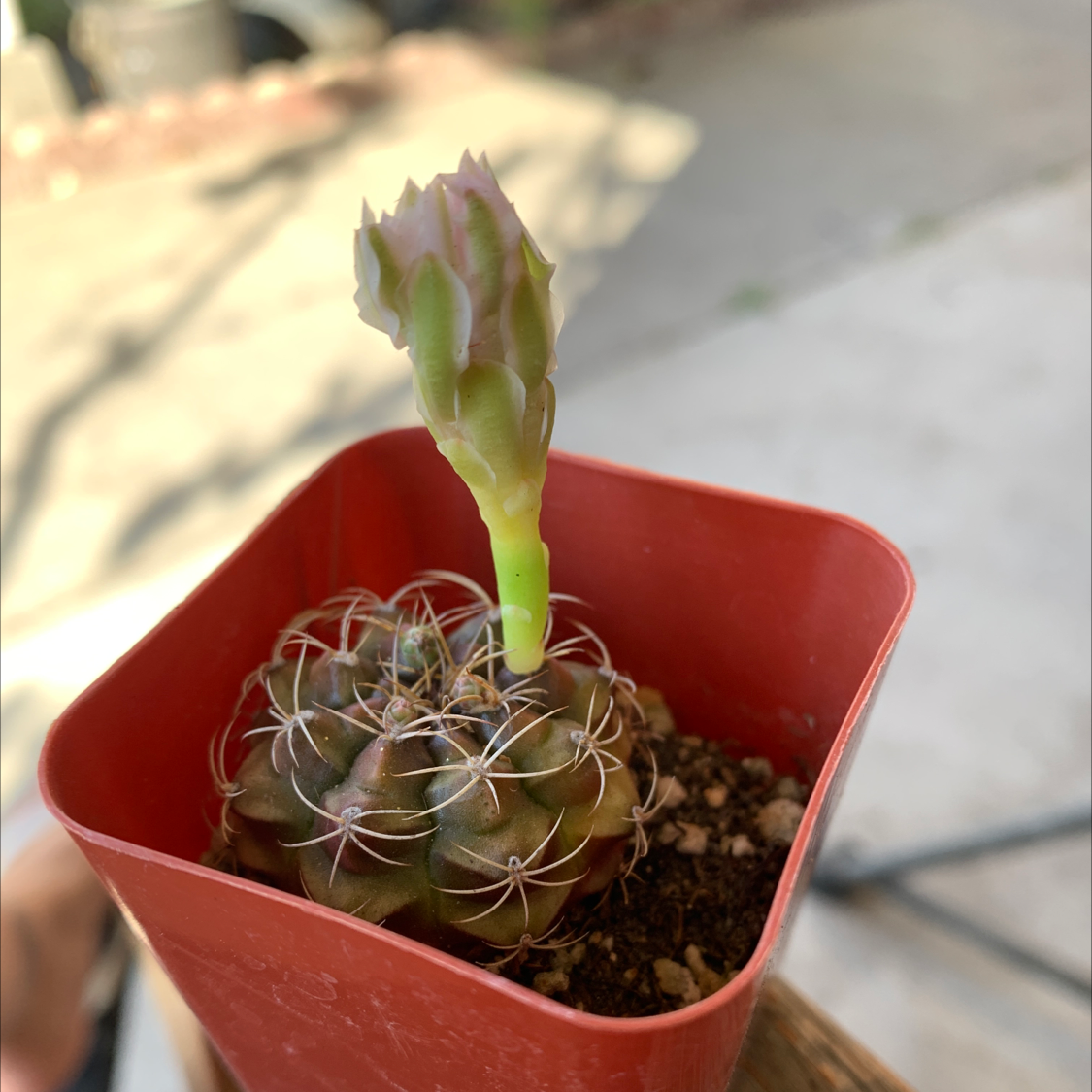 The Glory of Texas cactus in a red pot with a prominent bud at the top.