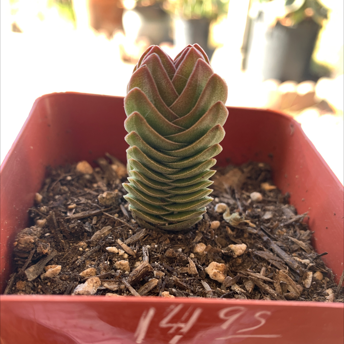 Pagoda Mini Jade plant in a small red pot with visible soil.