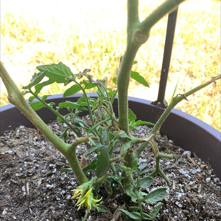 Photo of the plant species Heirloom Tomato by Krissya named Your plant on Greg, the plant care app