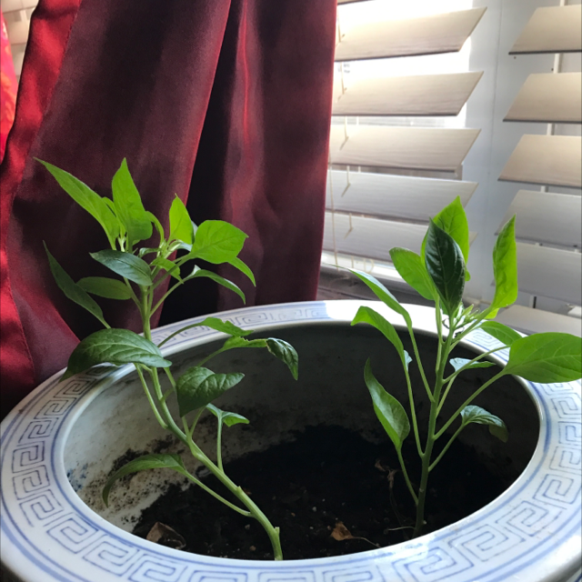 Pepper Plant plant photo by Anna named Scotchbonnet peppers on Greg, the plant care app.