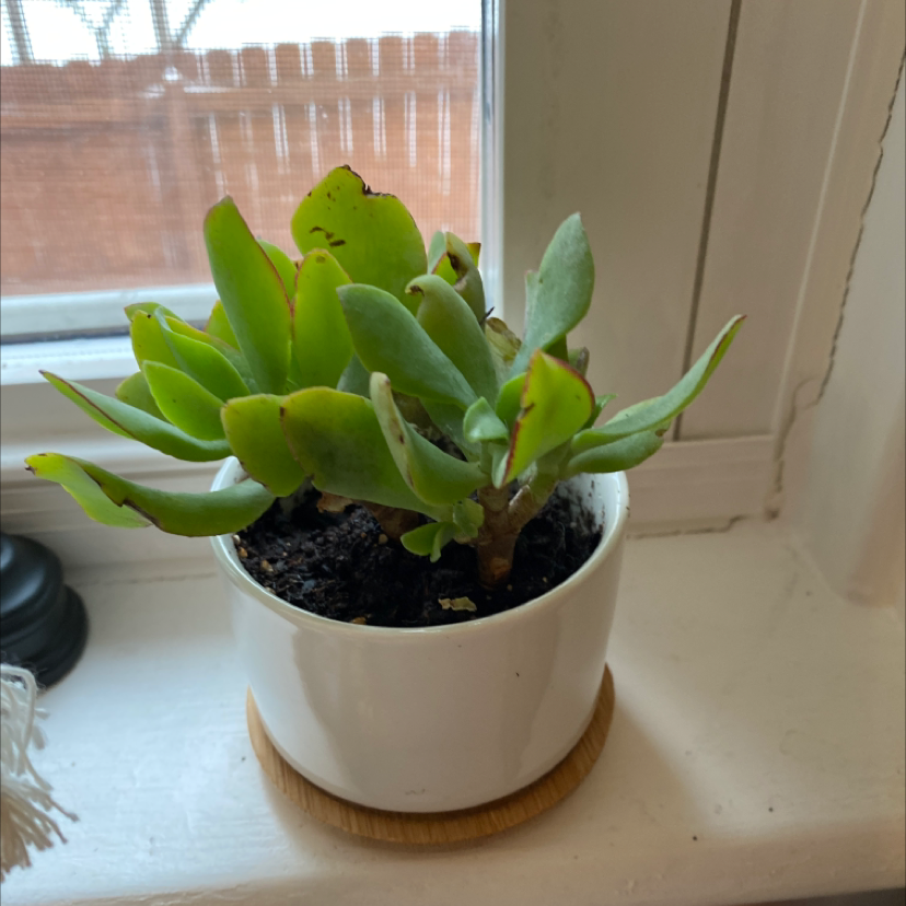 Potted Flapjacks (Kalanchoe thyrsiflora) succulent on a windowsill with minor browning on leaf edges.