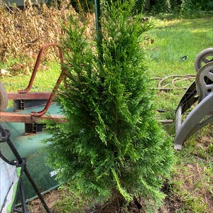 Emerald Green Arborvitae plant photo by Theresa named Your plant on Greg, the plant care app.
