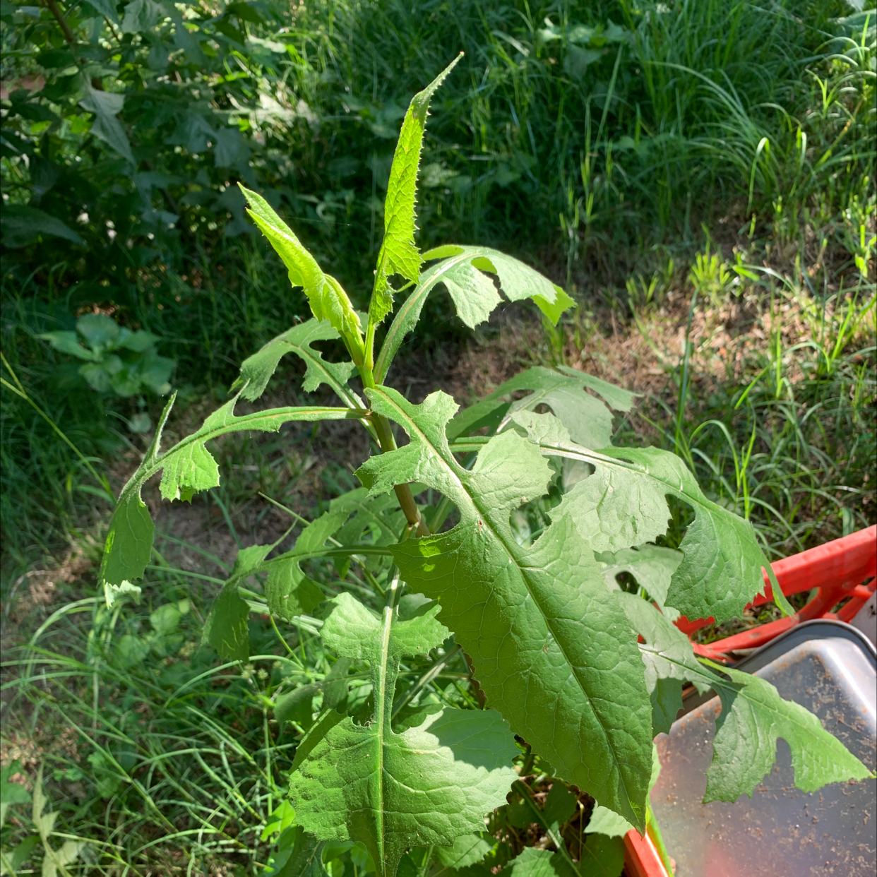 Photo of the plant species Tall Blue Lettuce by Theresa named Zion on Greg, the plant care app