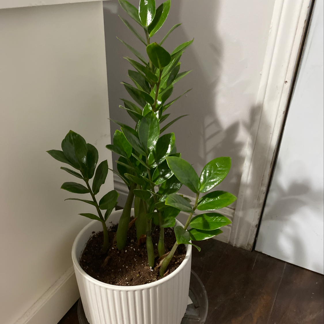 Healthy ZZ plant with glossy dark green pinnate leaves in a white ceramic pot, soil visible.