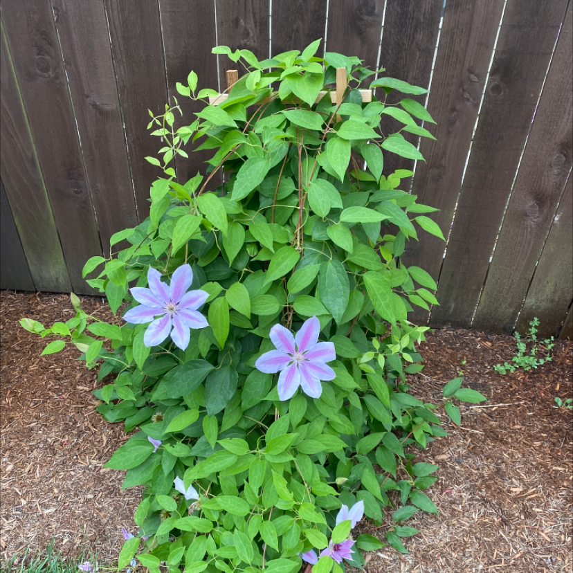 Italian Leather Flower (Clematis) climbing on a trellis with purple flowers.