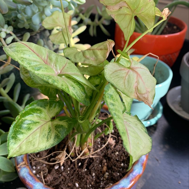 Healthy Arrowhead Plant with vibrant variegated green leaves in a teal pot, soil visible.