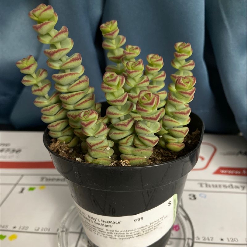 Healthy Crassula perforata succulent plant with spiraling green and red button-shaped leaves, growing in a small black nursery pot.