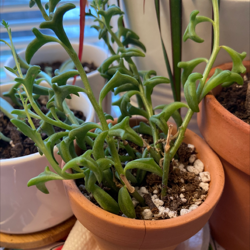 String of Dolphins plant in a terracotta pot with healthy green leaves.