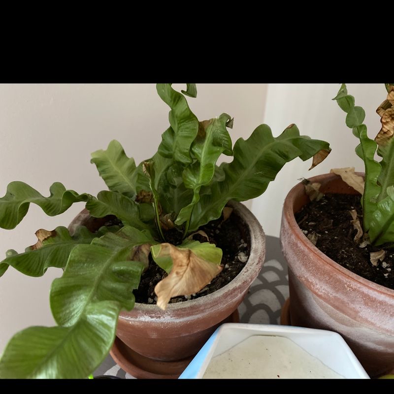 Two healthy Bird's Nest Ferns in pots, with lush green wavy leaves forming rosette patterns. Soil visible in pots.