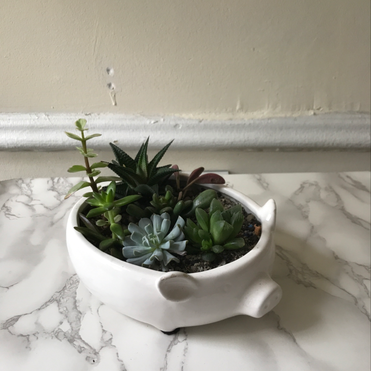Plant care for Epipremnum Champs-Elysees on Greg, the plant care app