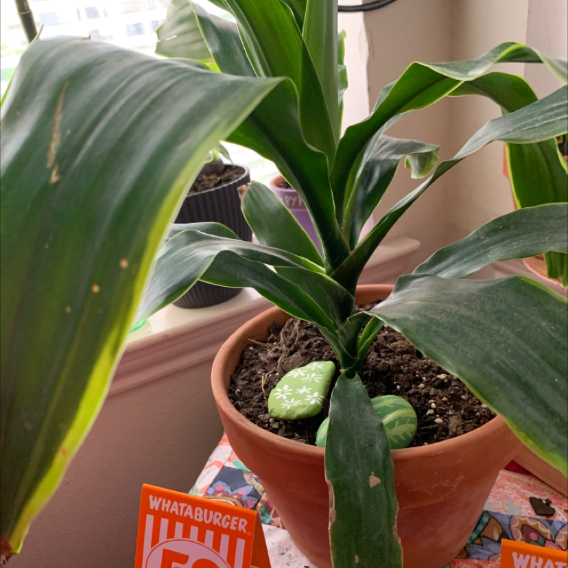 Healthy Cornstalk Dracaena plant with vibrant green striped leaves in a terra cotta pot, no discoloration or signs of disease.