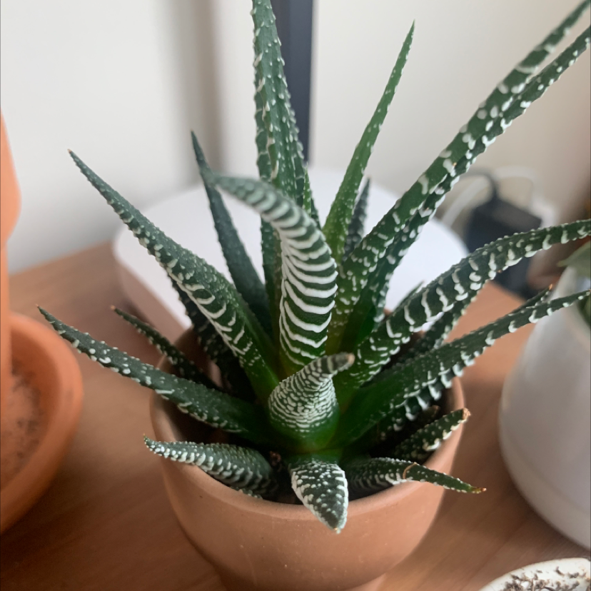 Photo of the plant species Zebra Plant by @Scrogggins named Zeeb on Greg, the plant care app