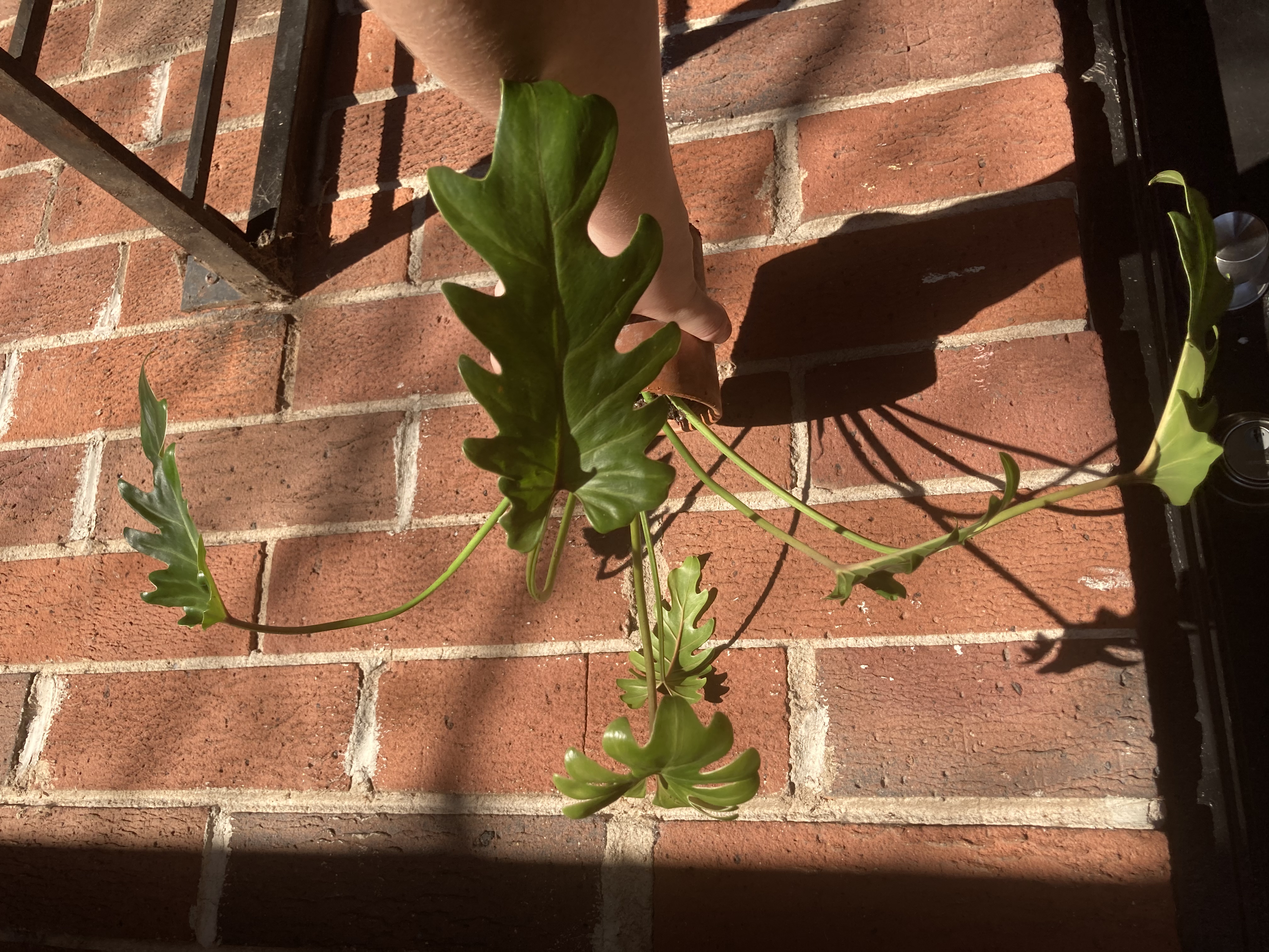 Philodendron Xanadu plant with several leaves, a hand pointing at it, and a brick wall background.