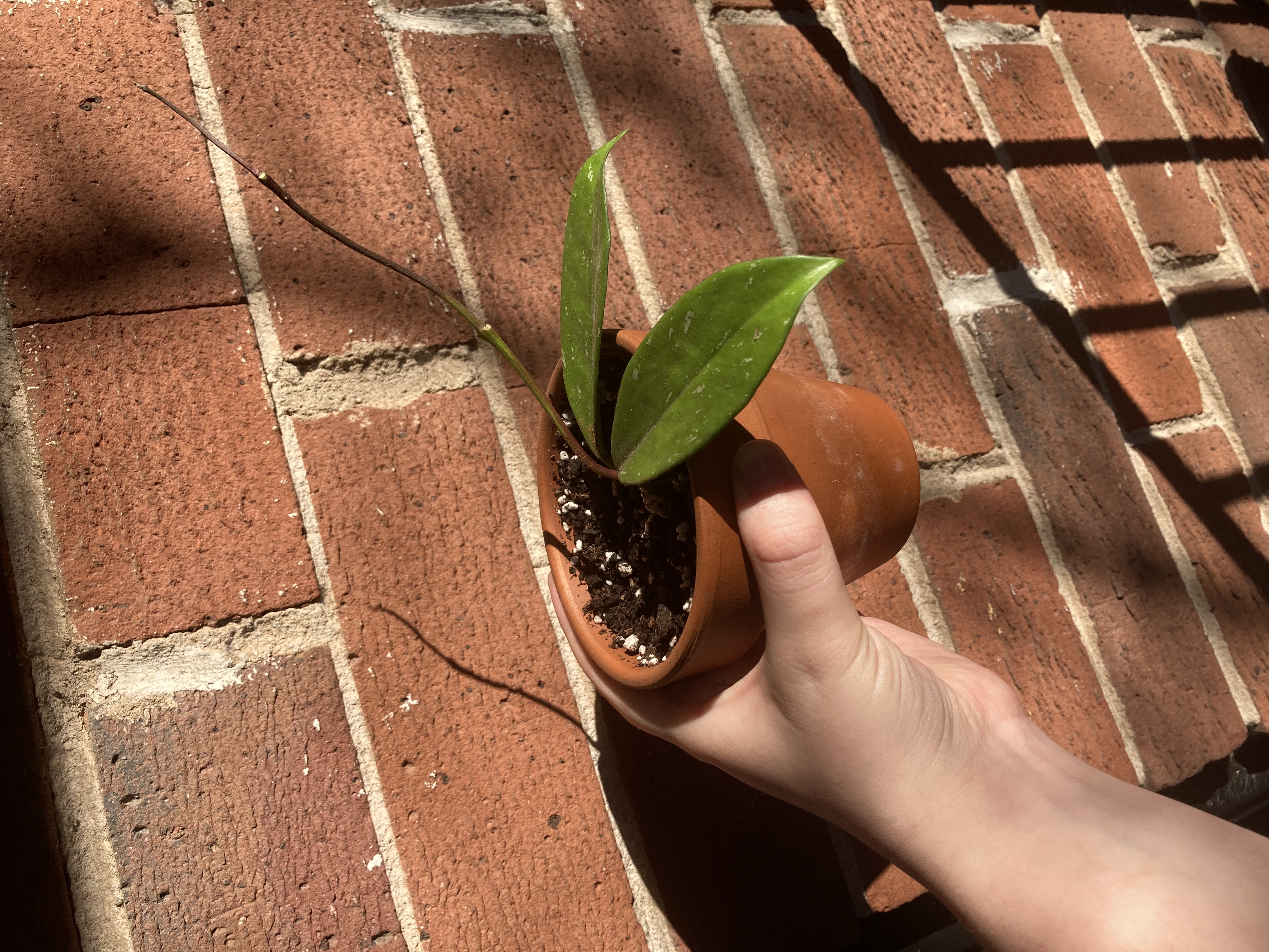 Hand holding a potted waxplant specimen with mostly green leaves and slight yellowing on one tip, against red brick background.