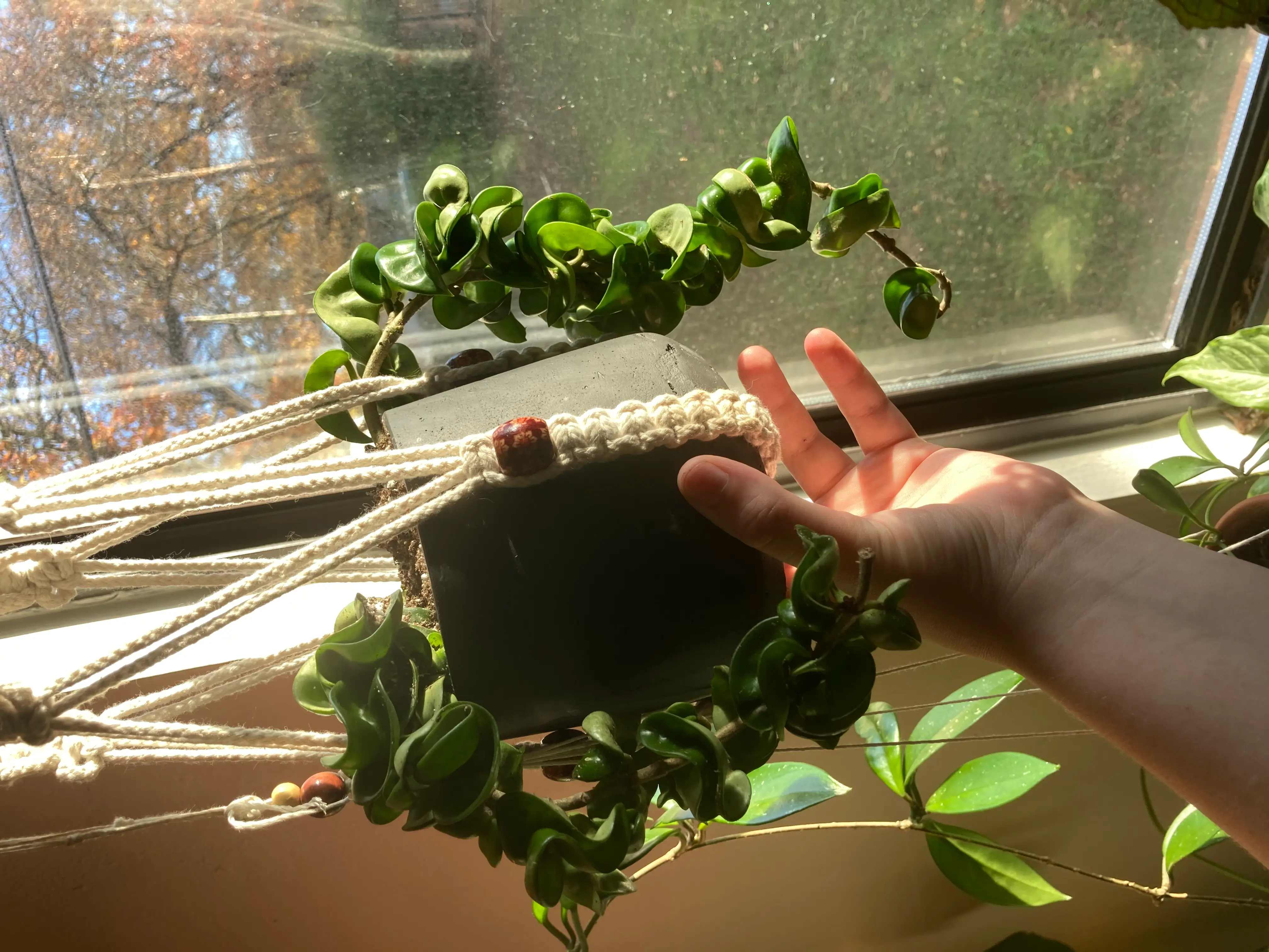 Healthy Painter's Palette plant with glossy green heart-shaped leaves in hanging planter on sunny windowsill, human hand touching leaf.