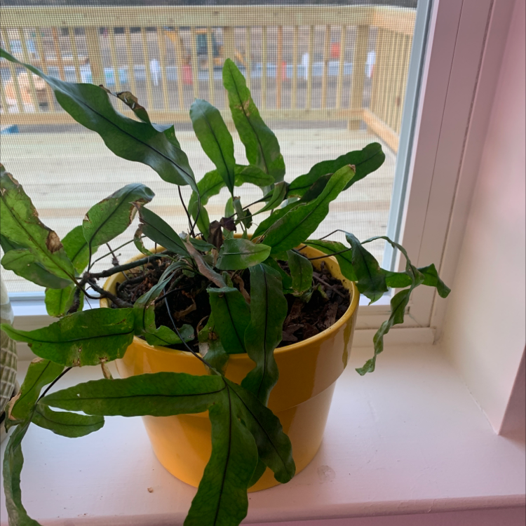 Blue Star Fern in a yellow pot on a windowsill with some browning leaves.
