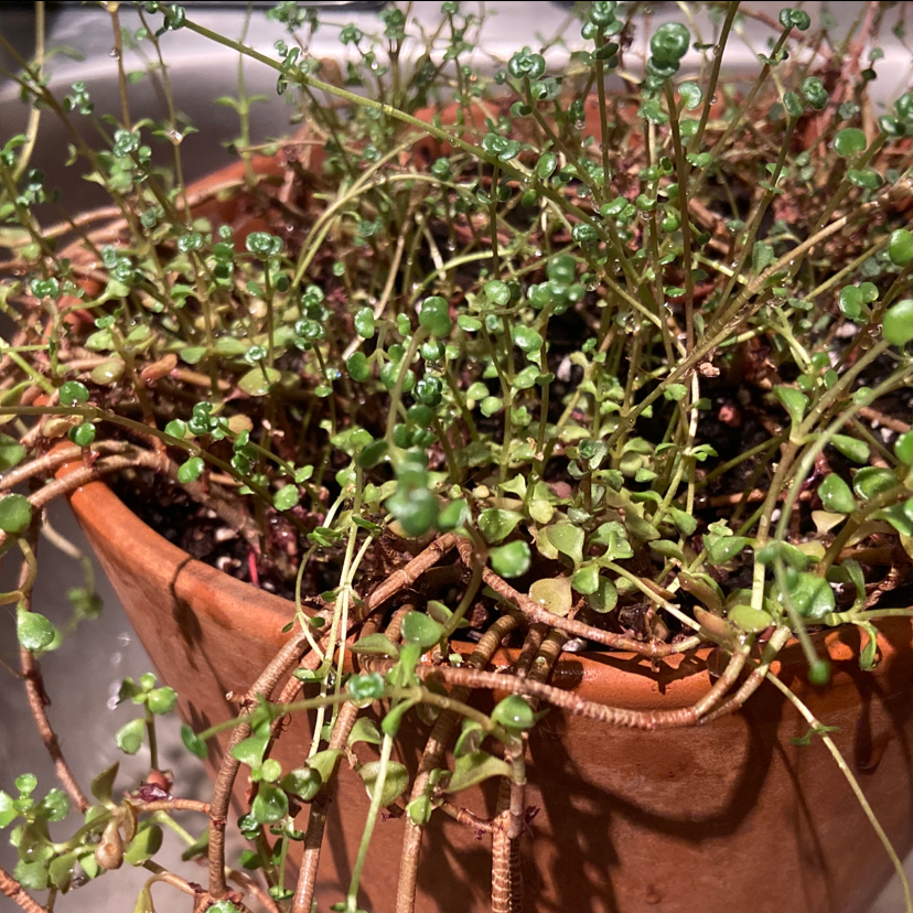 Potted Woodland Stonecrop plant with small green leaves and stems.