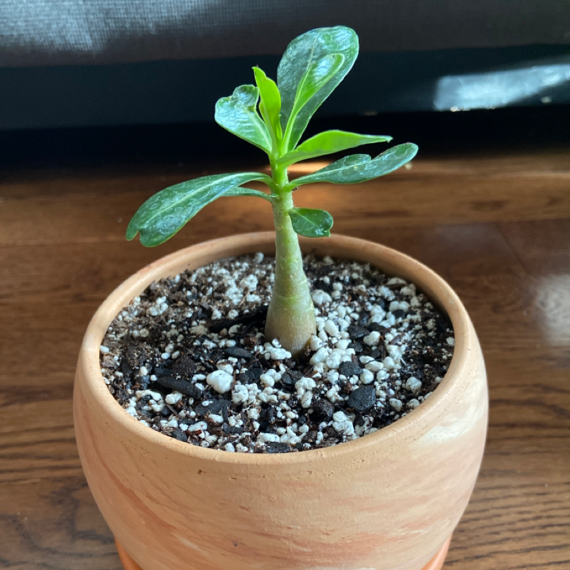 Photo of the plant species Desert Rose Plant by @leesha named Theodore on Greg, the plant care app