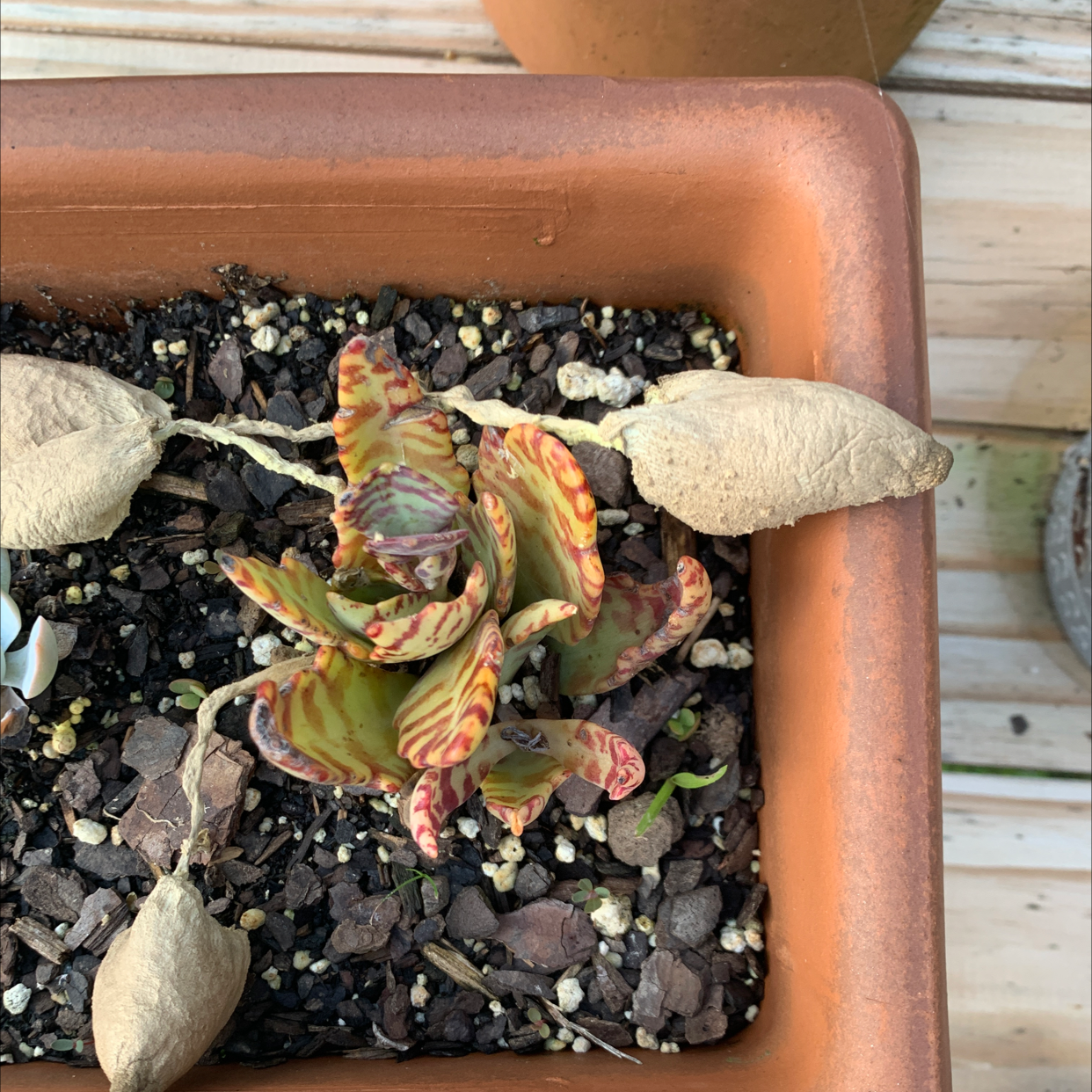 Penwiper Plant in a rectangular pot with variegated leaves and some dried leaves around it.