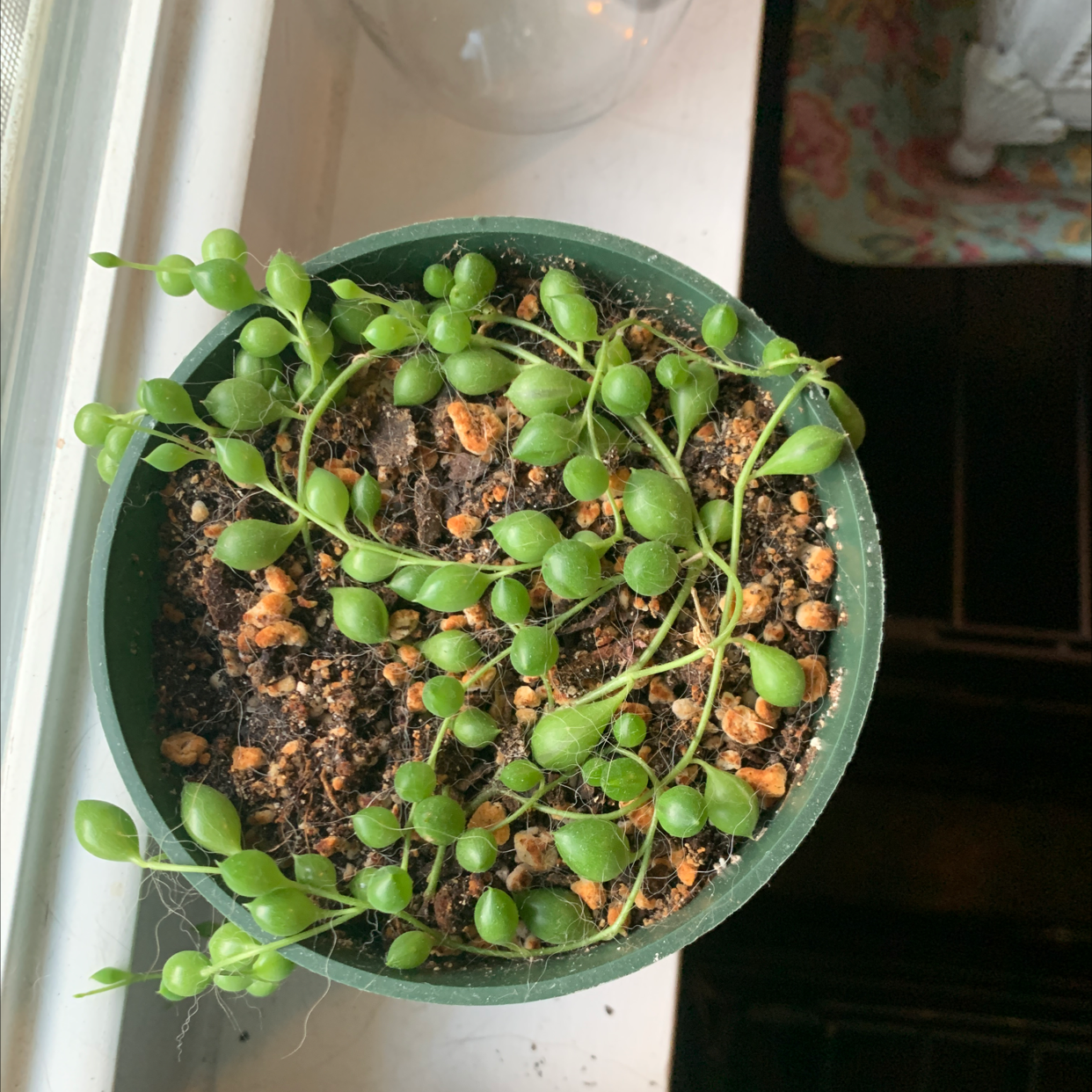 String of Pearls plant photo by Caleigh named Khaleesi on Greg, the plant care app.