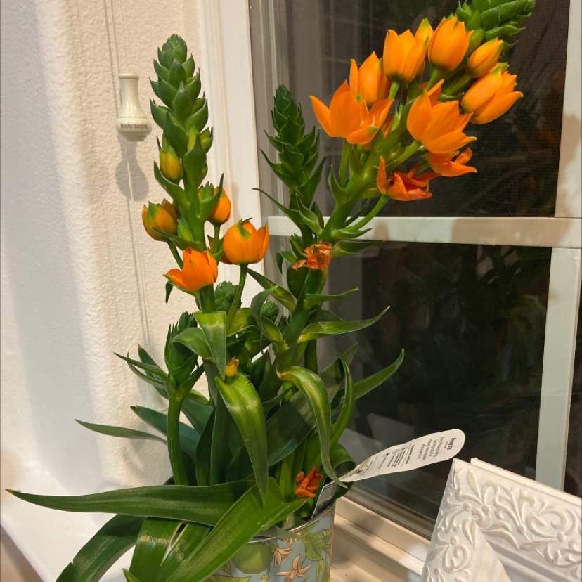 Healthy Sun Star plant with vibrant orange flowers in a decorative pot near a window.