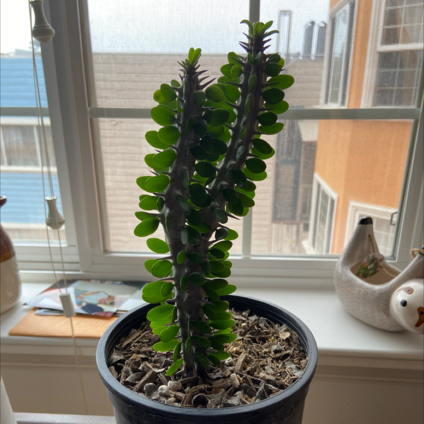 Plant care for Portulacaria afra 'Red Stem' on Greg, the plant care app