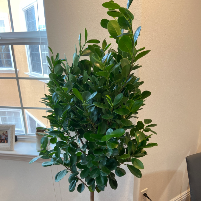 Healthy Ficus Moclame plant indoors near a window.