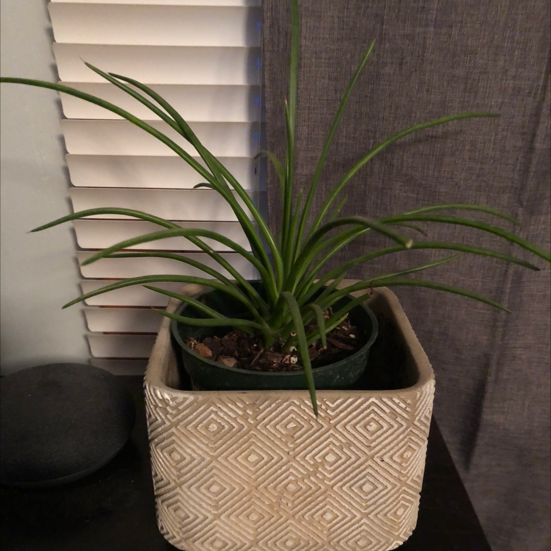 Photo of the plant species Agave Geminiflora by @jouuurr named aggie on Greg, the plant care app