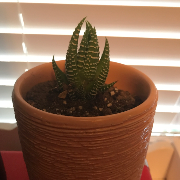 Zebra Plant plant photo by @Lexi18 named Harry on Greg, the plant care app.