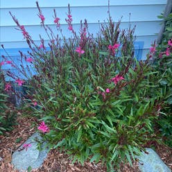 Lindheimer's Beeblossom plant