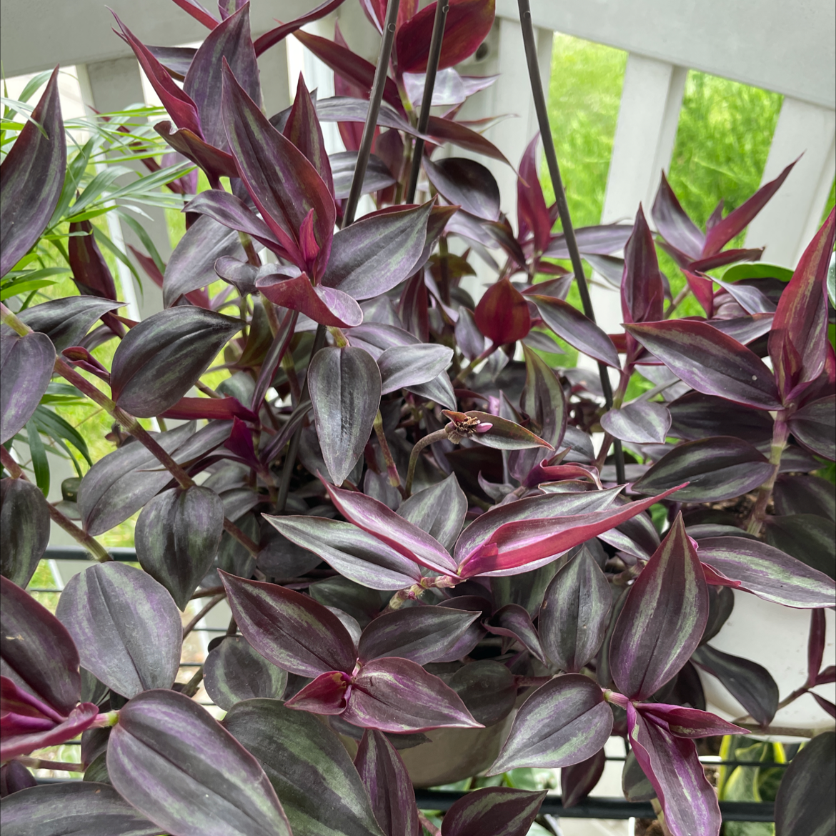Spiderwort plant photo by @Ldmeyers named Wandering on Greg, the plant care app.