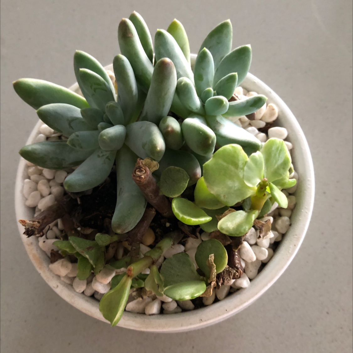 Little Jewel succulent in a white pot with white pebbles, appears healthy.