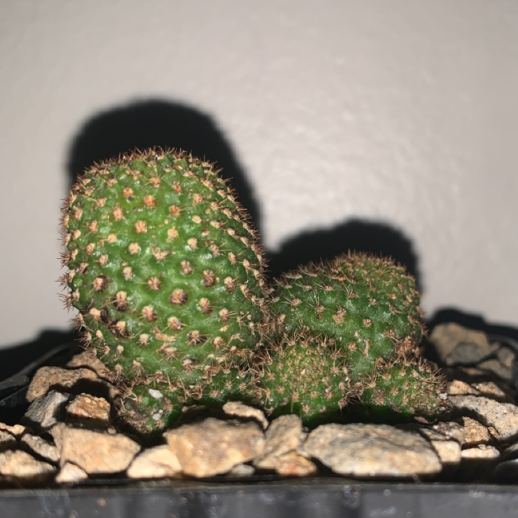 Photo of the plant species Rebutia perplexa by @xxXJuiceWRLDXxx named Rebutia on Greg, the plant care app