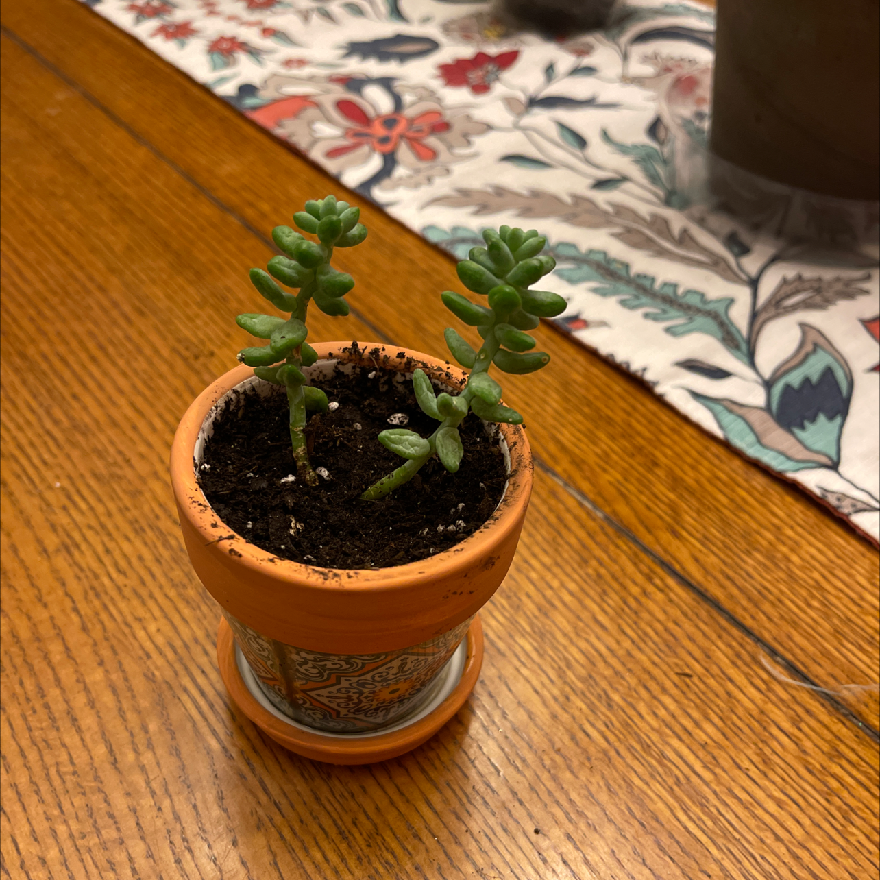 Small Graptosedum 'Blue Giant' succulent in a terracotta pot on a wooden table.