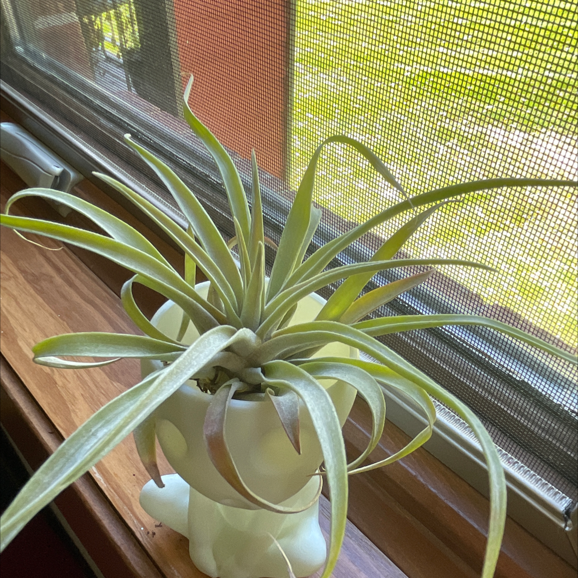 Photo of the plant species Tillandsia velutina by Stephanie named Kodama on Greg, the plant care app