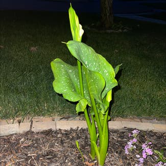 Calla Lily plant in Wixom, Michigan