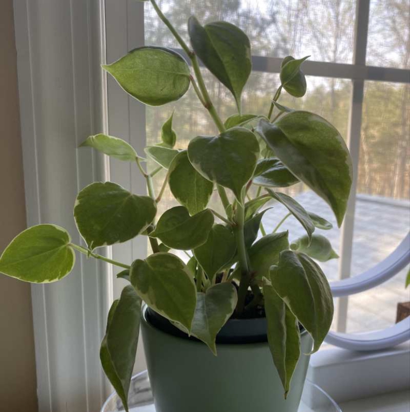 Photo of the plant species Vining Peperomia by Jordan named fred on Greg, the plant care app