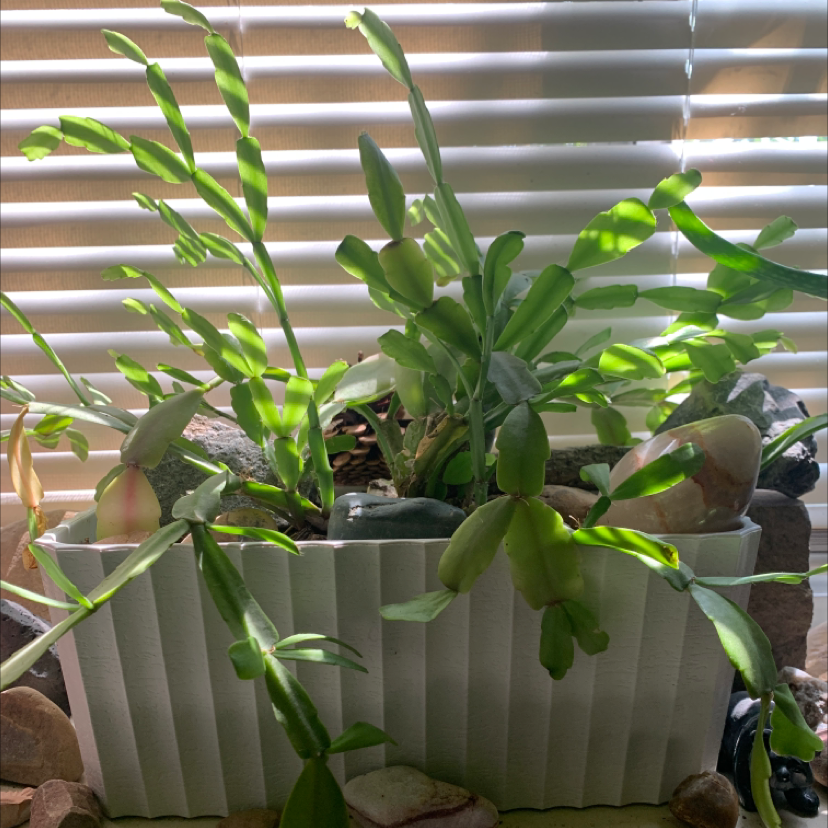False Christmas Cactus plant photo by @Boyscri named Charlie on Greg, the plant care app.