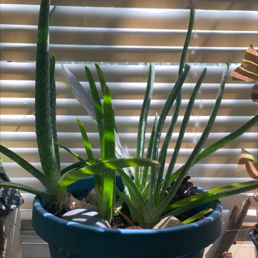 Aloe vera plant photo by @Boyscri named Aloe on Greg, the plant care app.