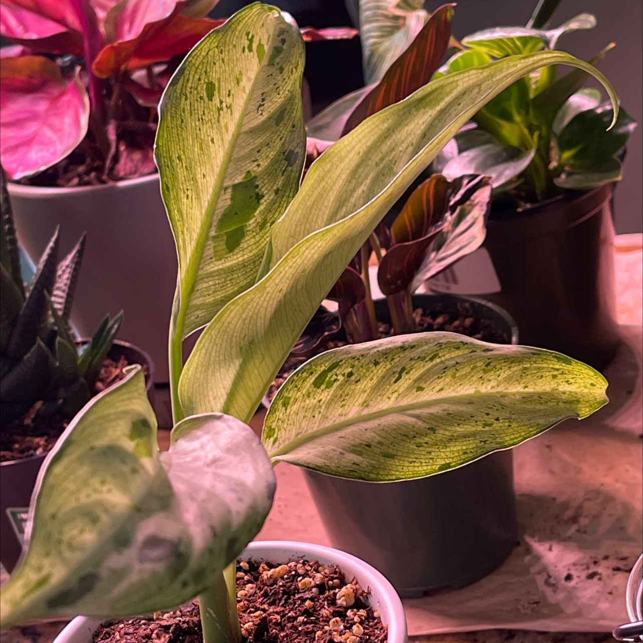 Dieffenbachia 'Camouflage' plant with variegated leaves, some yellowing and browning, potted with visible soil.