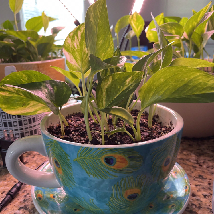 Jade Pothos plant photo by @Veedoe22 named Grace on Greg, the plant care app.
