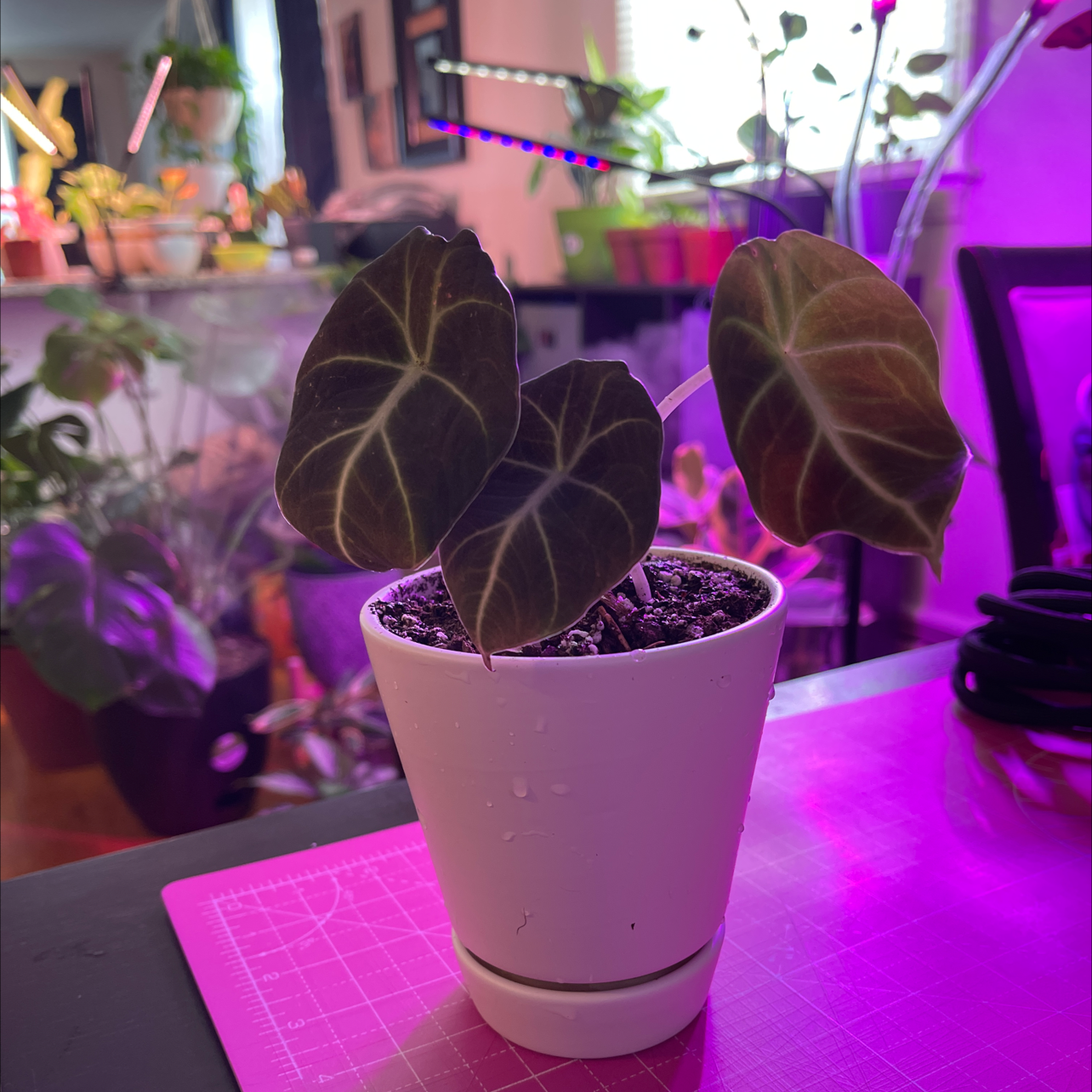 Black Velvet Alocasia plant in a white pot with dark green leaves and white veins.