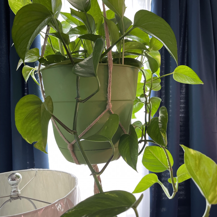 Taro Vine plant photo by @Veedoe22 named Scarlett on Greg, the plant care app.