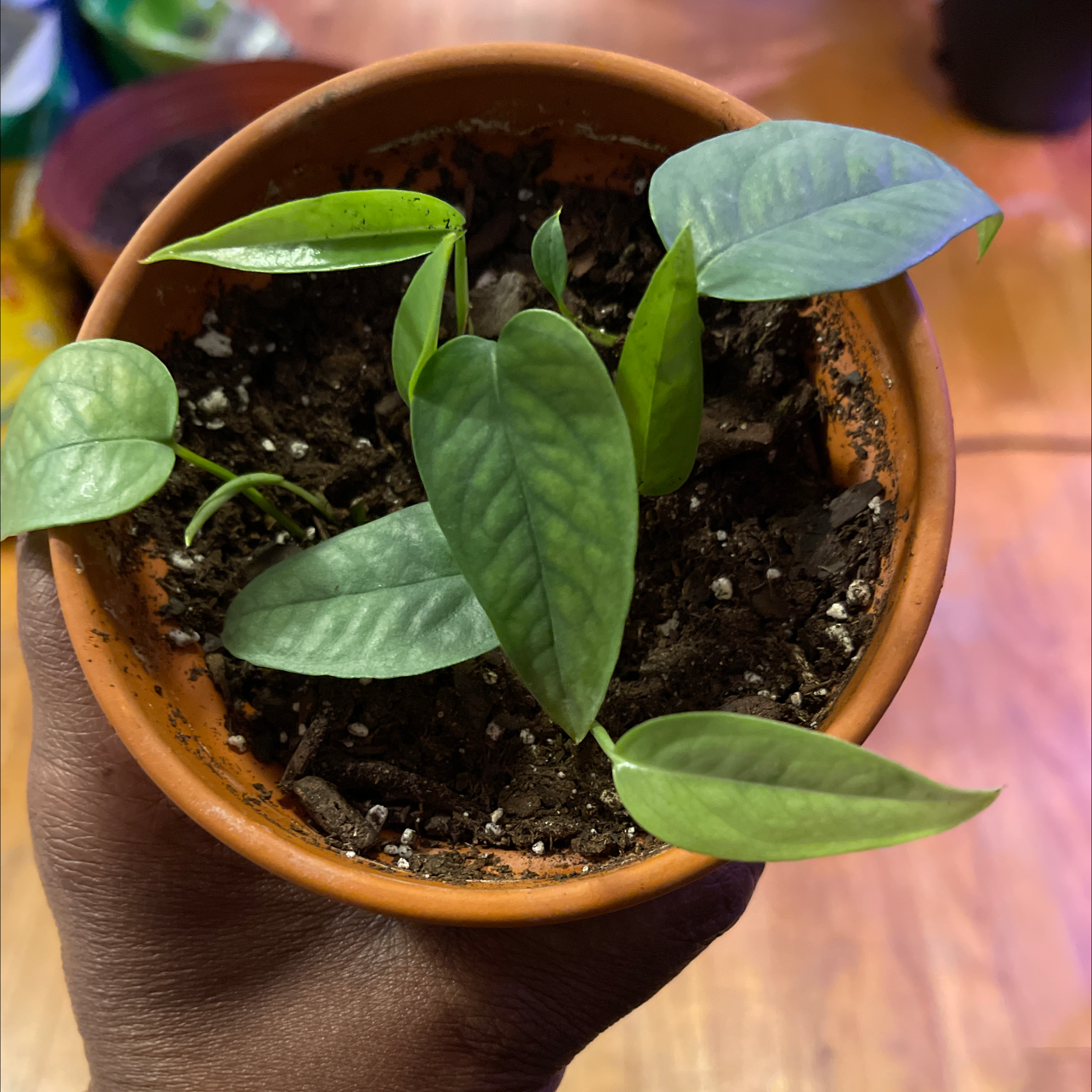 Cebu Blue Pothos plant in a terracotta pot held by a hand, with visible soil and healthy green leaves.