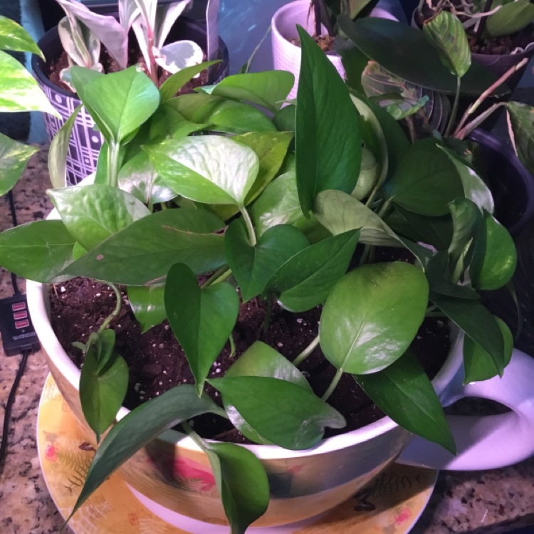 Jade Pothos plant photo by @Veedoe22 named Oscar on Greg, the plant care app.